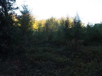 Vagevuurbos en Lippensgoed-Bulskampveld (België)